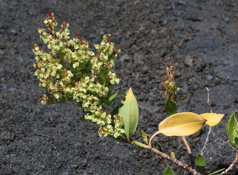 Lava Dock photo 3