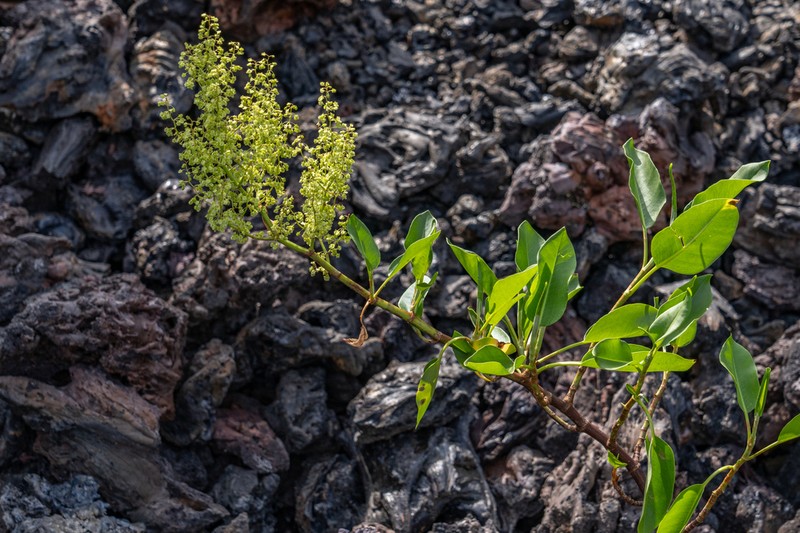 Lava Dock photo 4