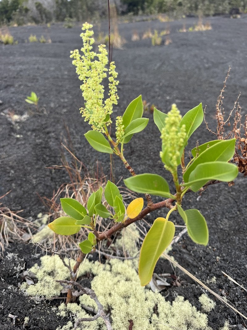 Lava Dock photo 8