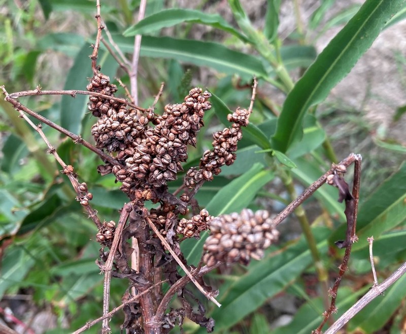 Rumex transitorius