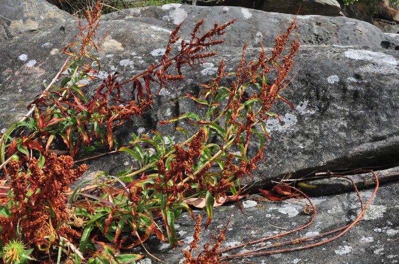 Rumex transitorius photo 2