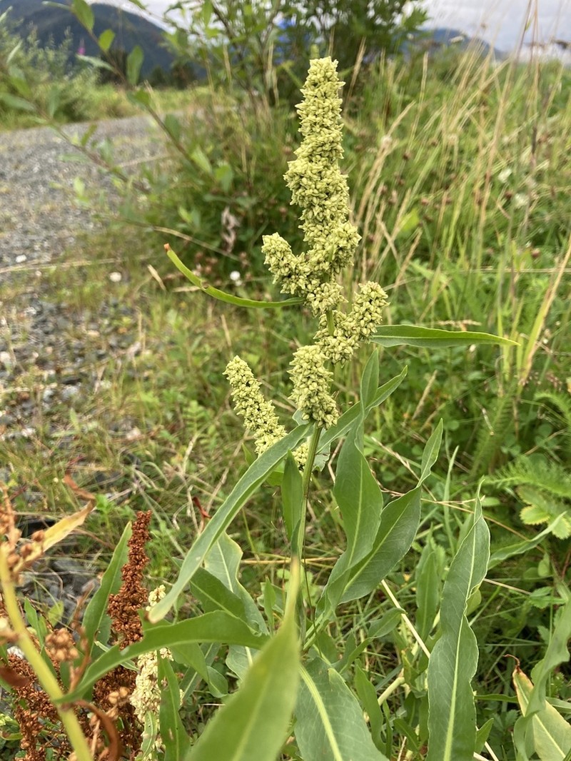 Rumex transitorius photo 3