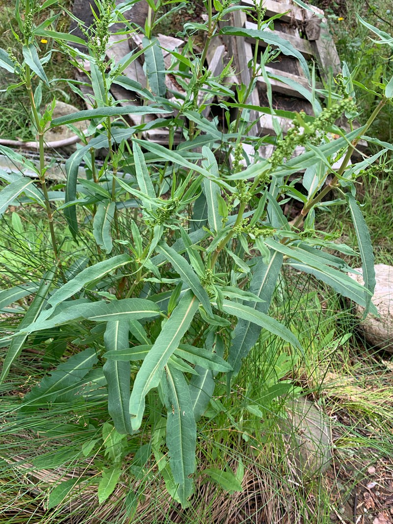 Rumex transitorius photo 4