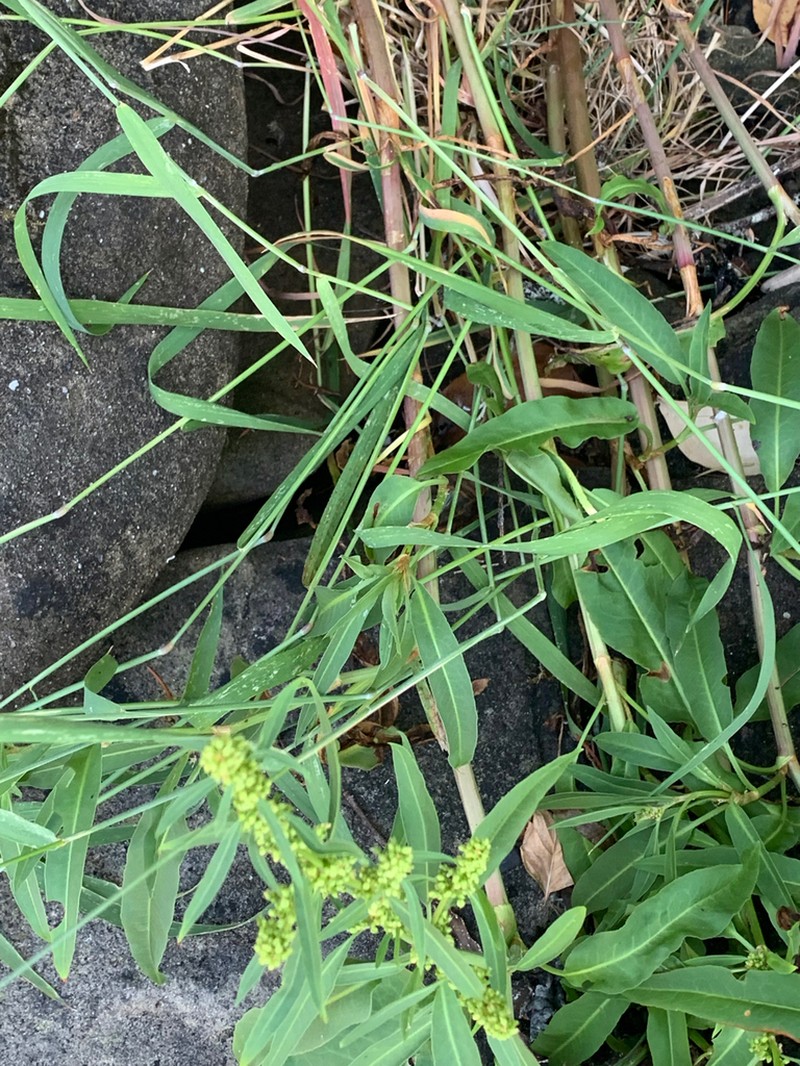 Rumex transitorius photo 5