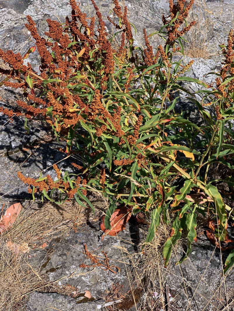Rumex transitorius photo 6