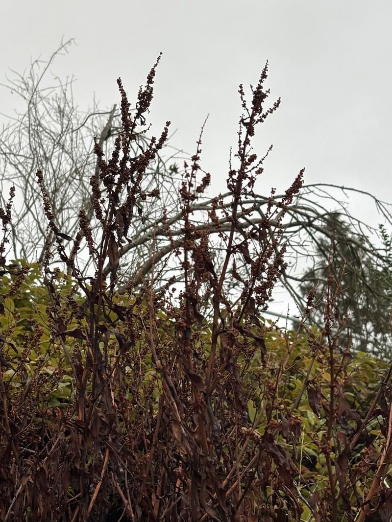 Rumex transitorius photo 7
