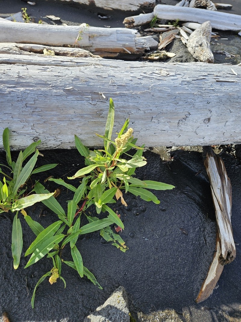 Rumex transitorius photo 8