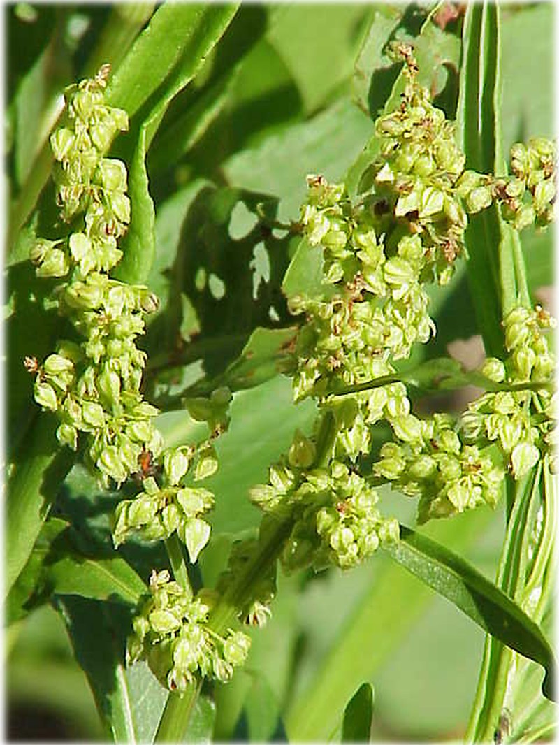 Rumex triangulivalvis