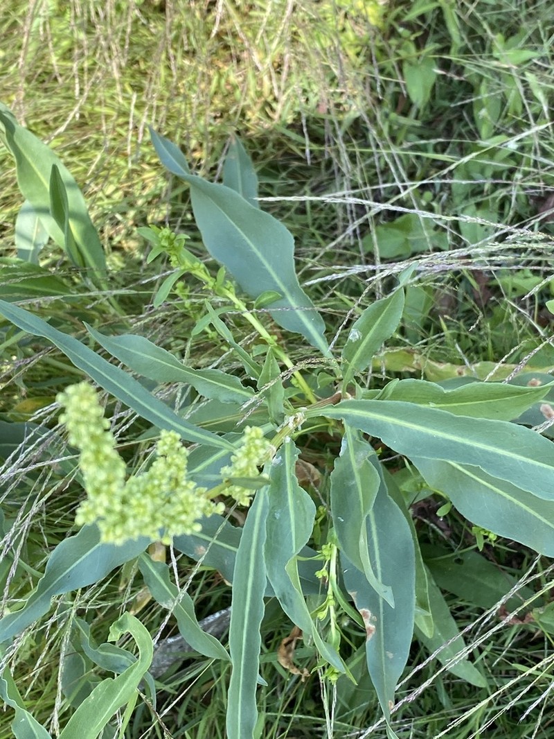 Rumex triangulivalvis photo 2