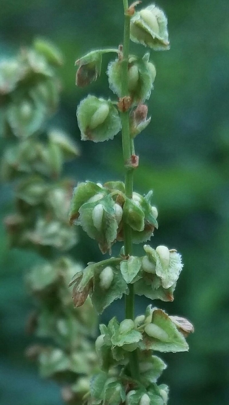 Rumex triangulivalvis photo 3