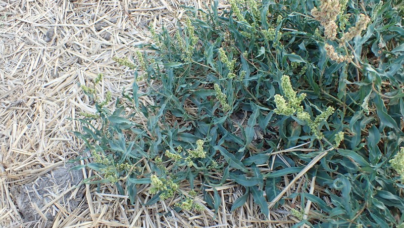 Rumex triangulivalvis photo 4