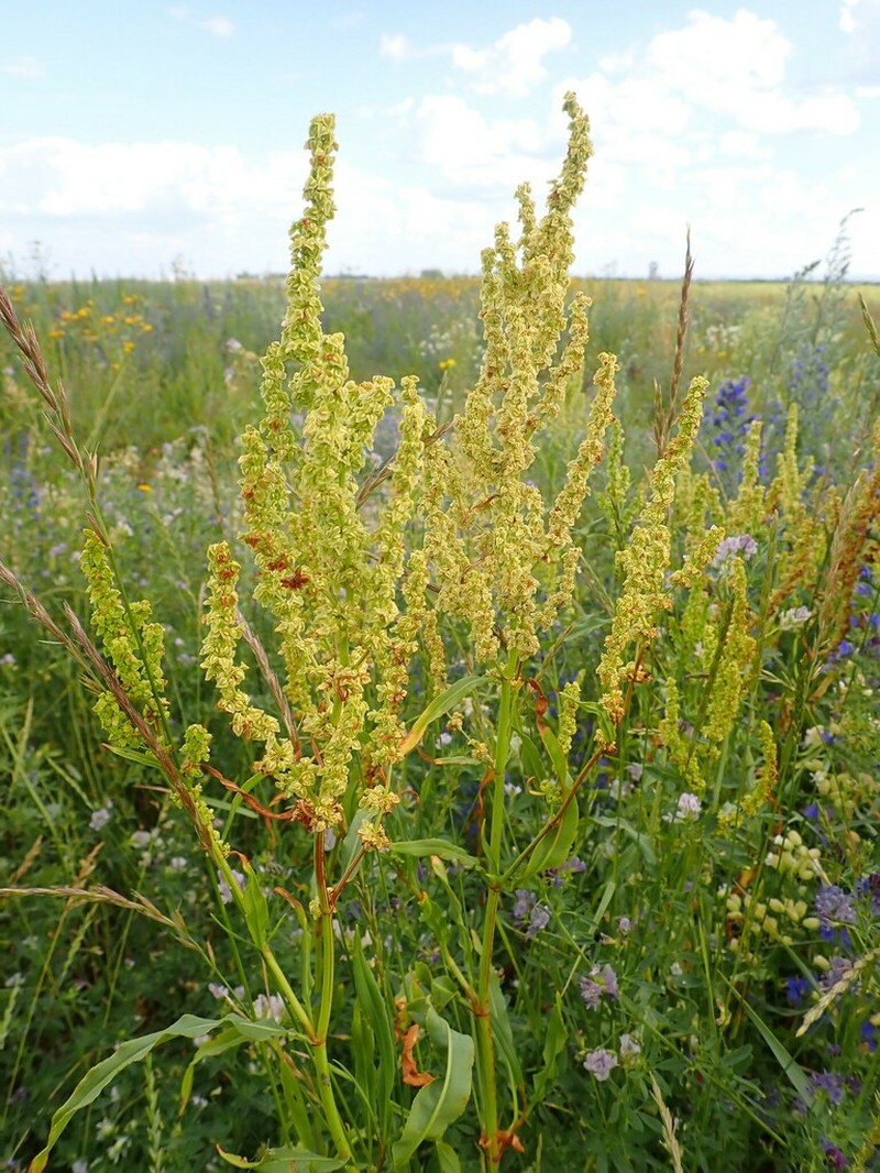 Rumex triangulivalvis photo 5