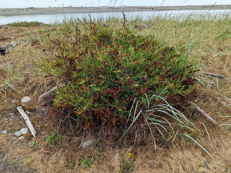 Rumex triangulivalvis photo 6
