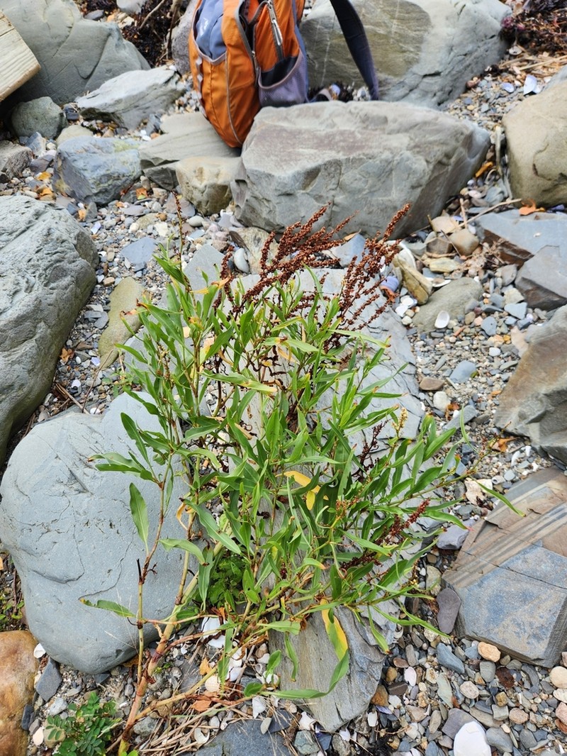 Rumex triangulivalvis photo 7