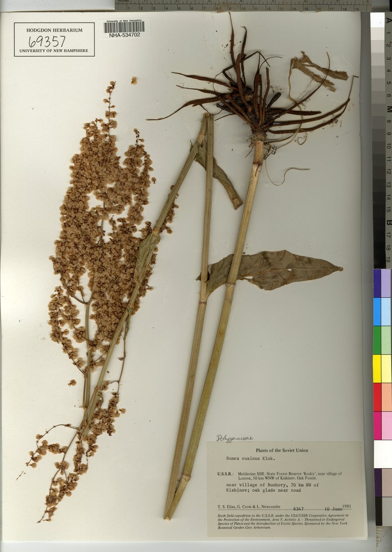 Rumex tuberosus subsp. tuberosus