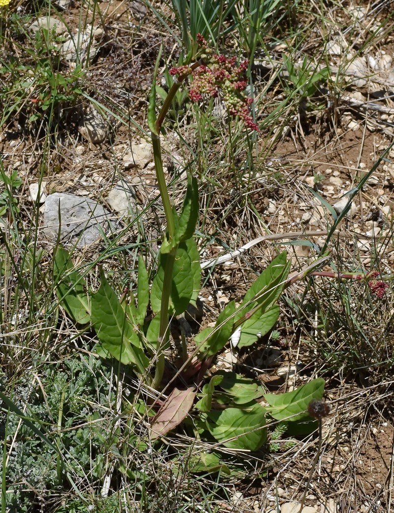 Rumex tuberosus subsp. turcomanicus