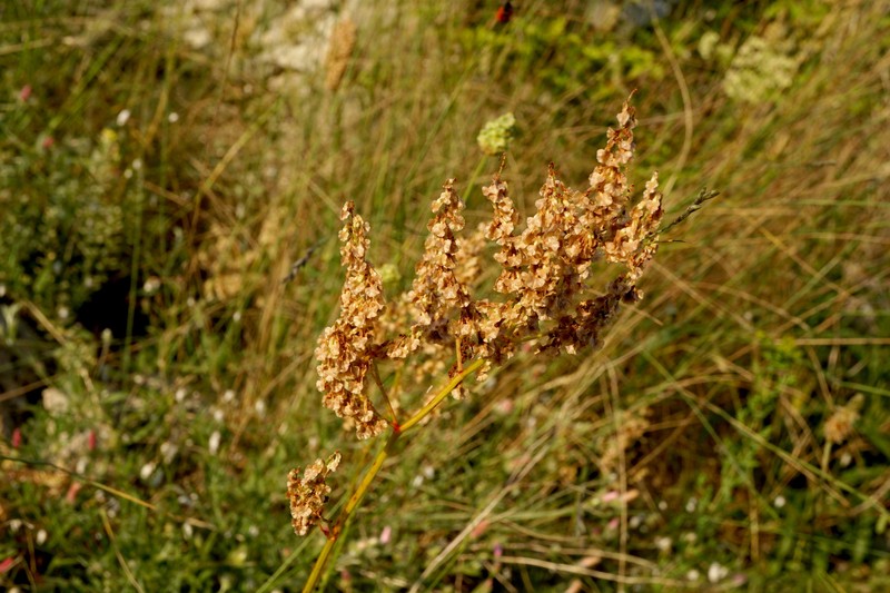 Rumex tuberosus subsp. turcomanicus photo 2