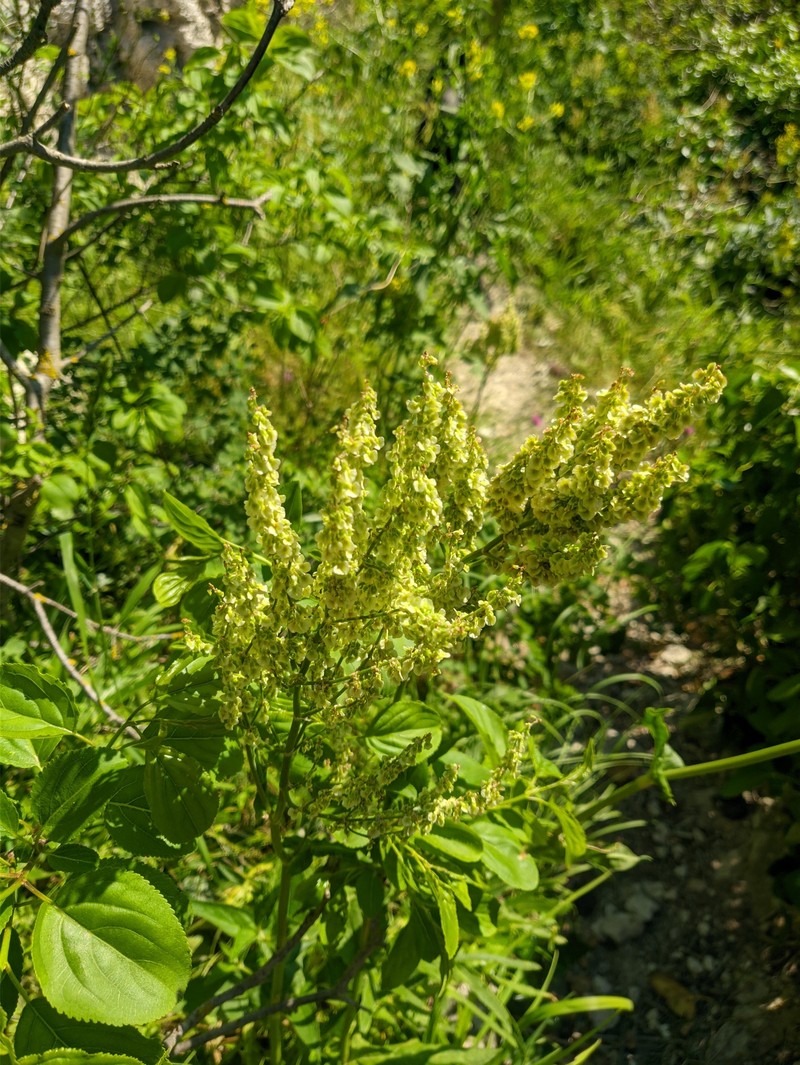 Rumex tuberosus subsp. turcomanicus photo 3