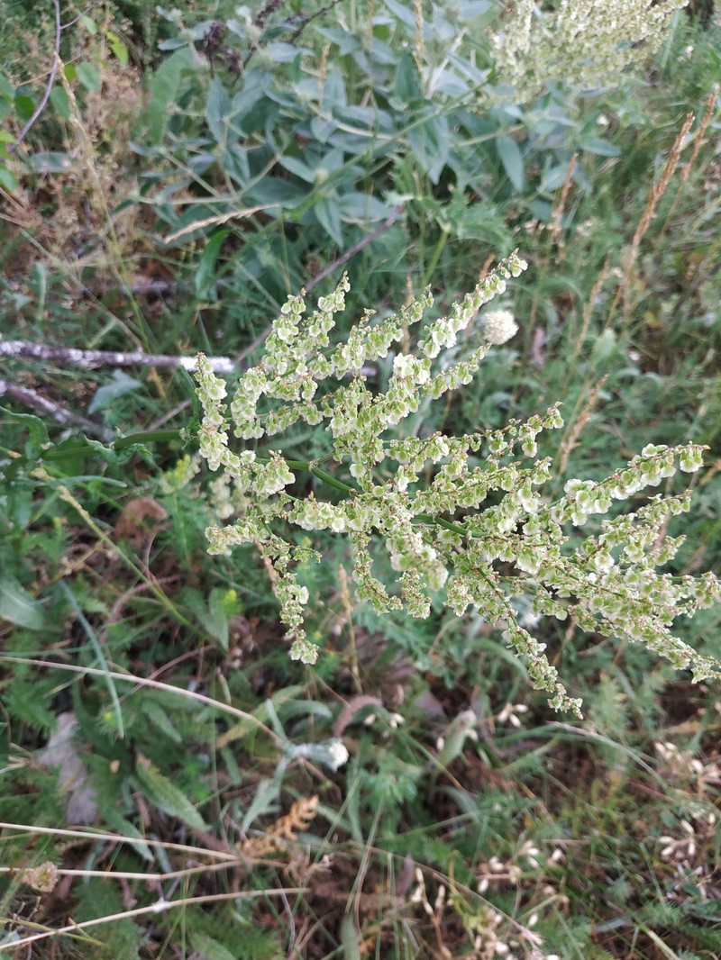 Rumex tuberosus subsp. turcomanicus photo 4