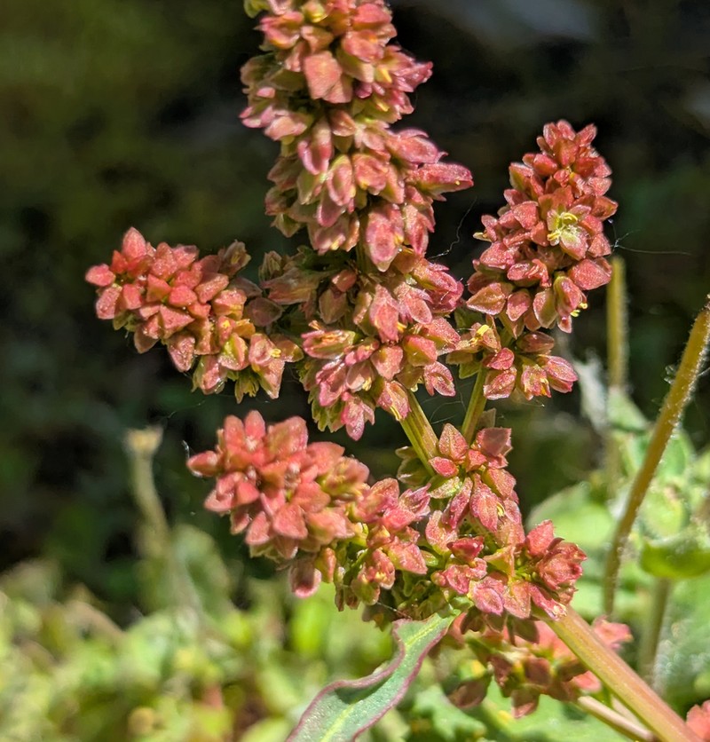 Rumex utahensis