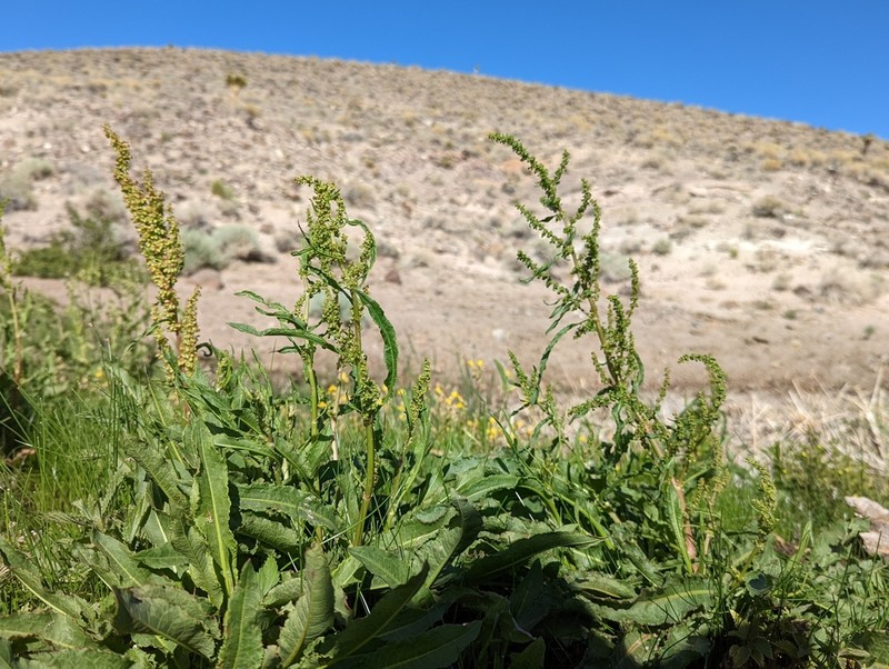 Rumex utahensis photo 3