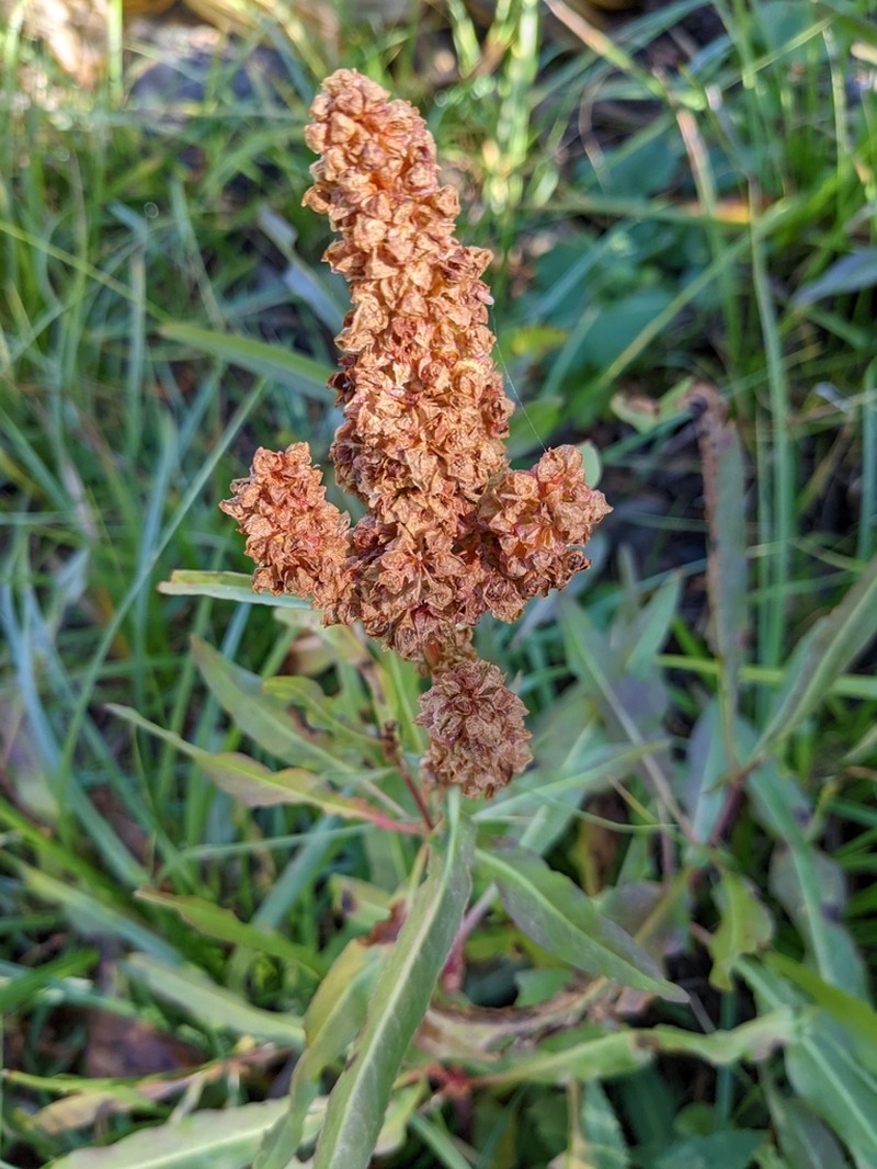 Rumex utahensis photo 4
