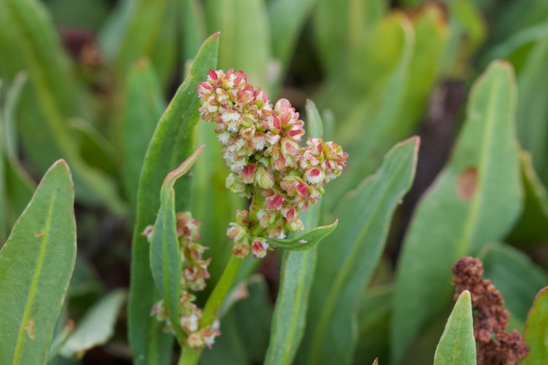 Rumex utahensis photo 5