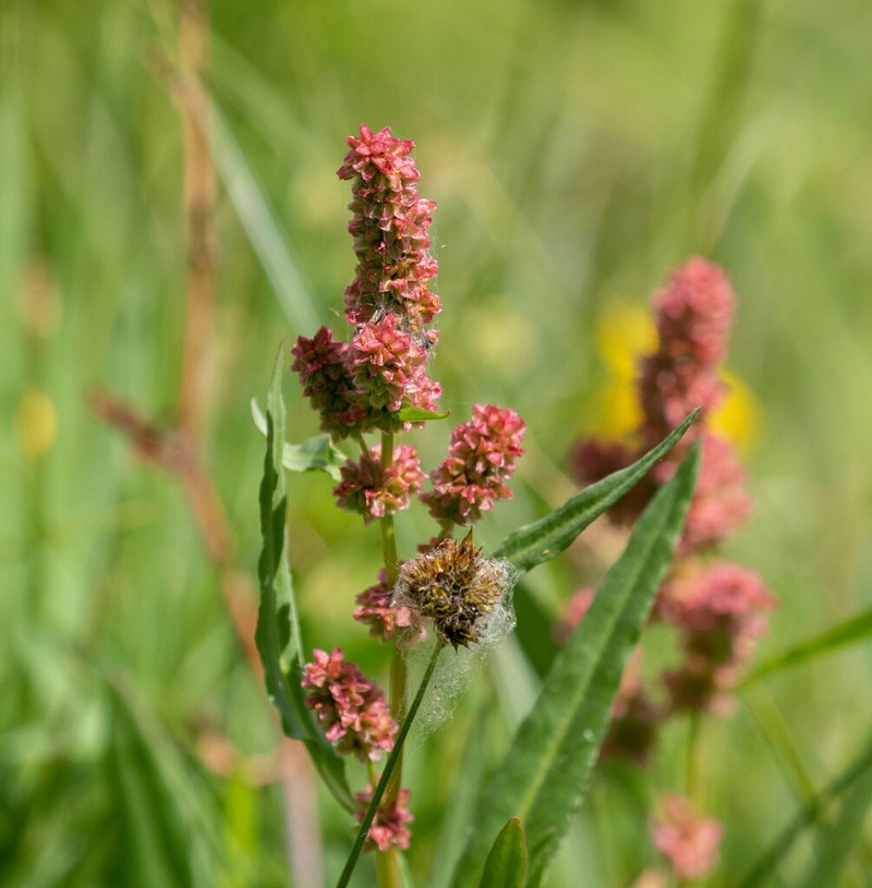 Rumex utahensis photo 6