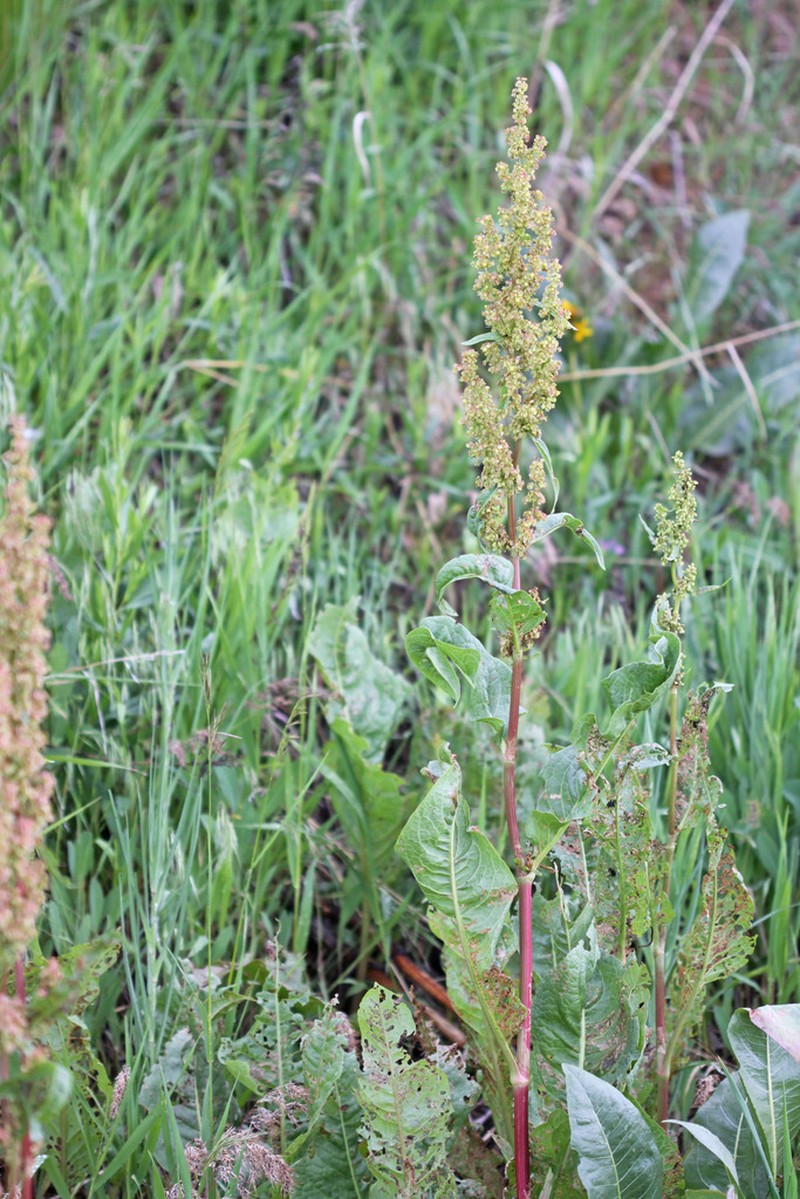 Rumex utahensis photo 7