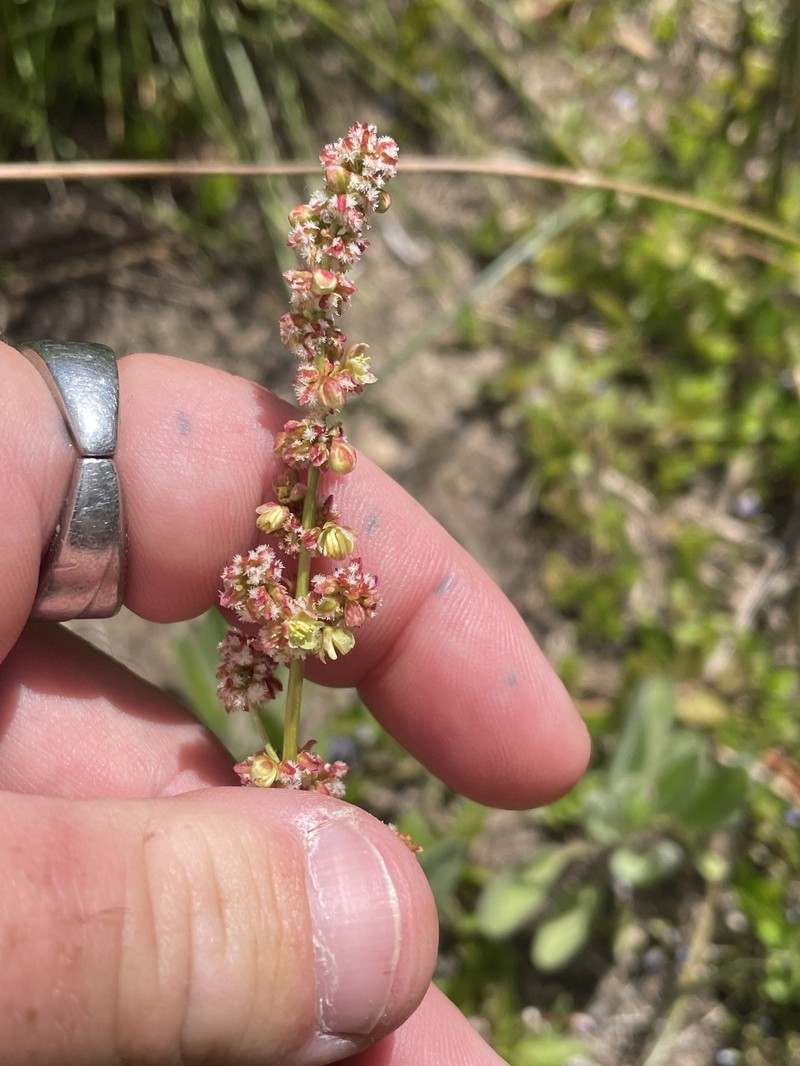 Rumex utahensis photo 8