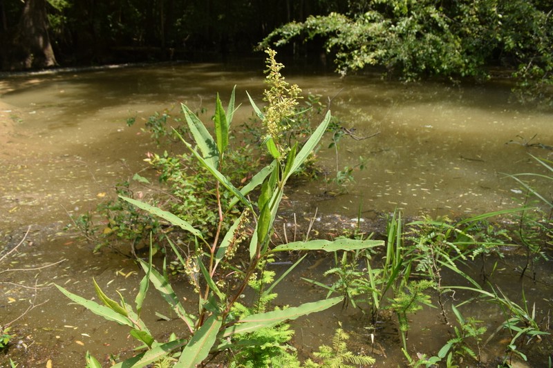 Swamp Dock photo 7