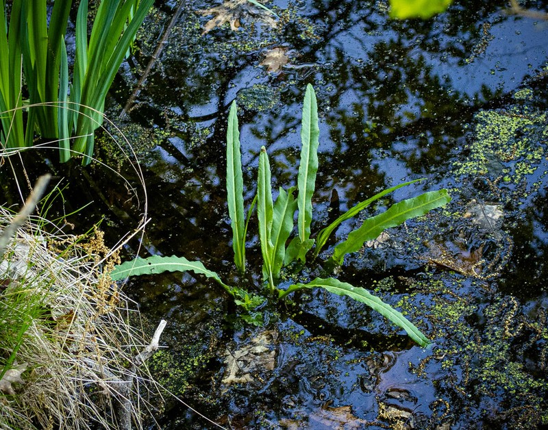 Swamp Dock photo 8