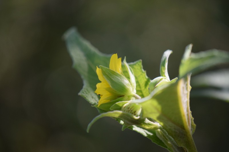 Rumfordia alcortae
