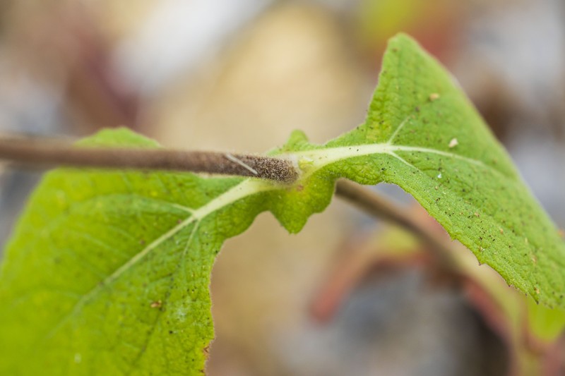 Rumfordia connata photo 2