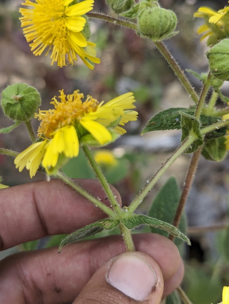 Rumfordia connata photo 3