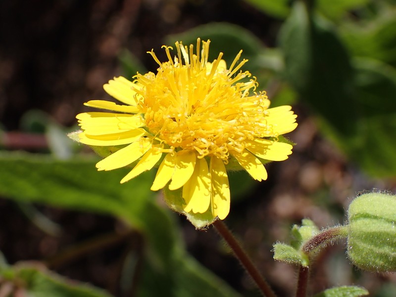 Rumfordia connata photo 4