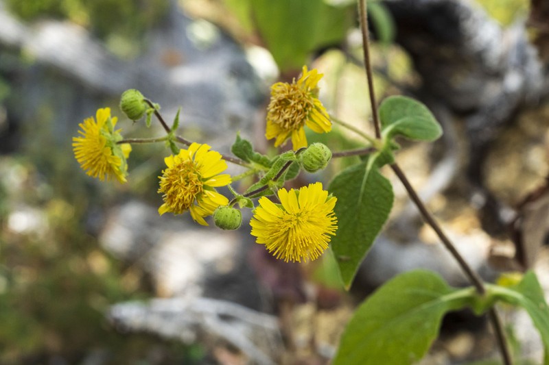 Rumfordia connata photo 5