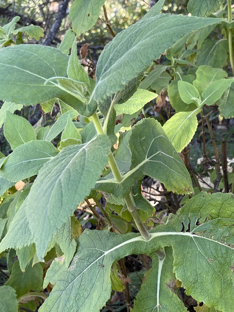 Rumfordia connata photo 6