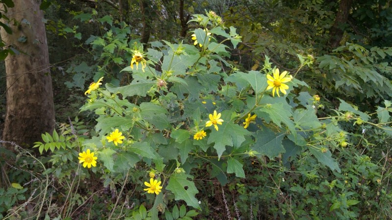 Rumfordia exauriculata