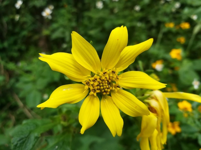Rumfordia exauriculata photo 2
