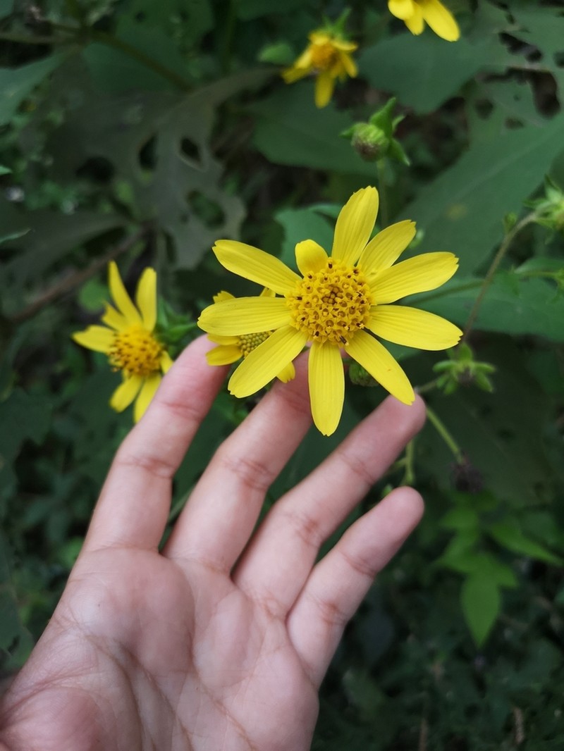 Rumfordia exauriculata photo 3