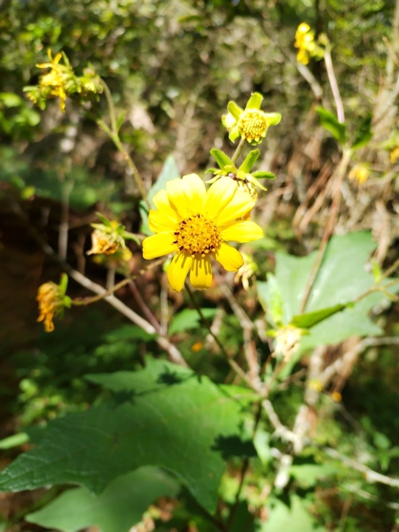 Rumfordia exauriculata photo 4