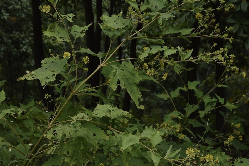 Rumfordia exauriculata photo 6