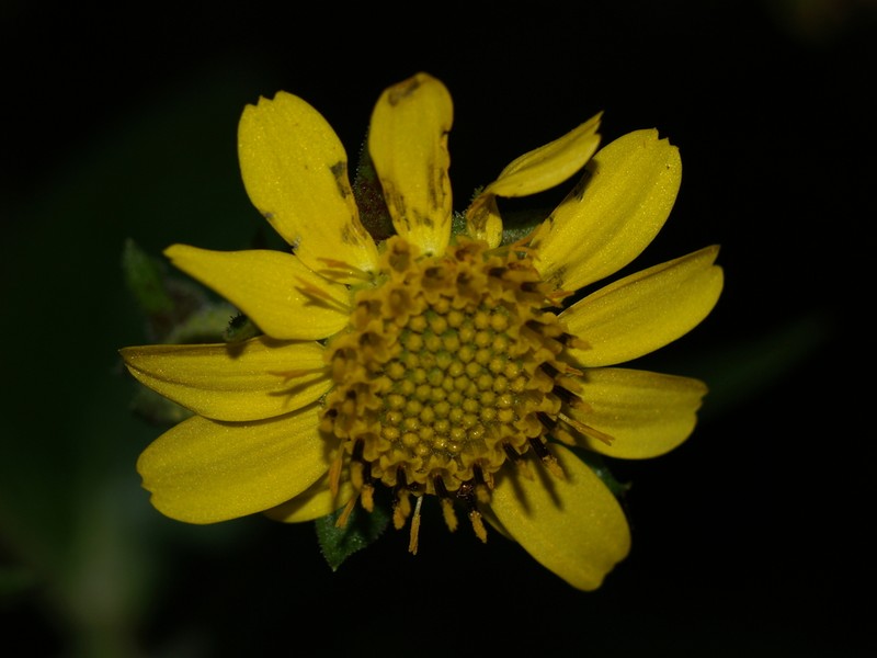 Rumfordia exauriculata photo 7