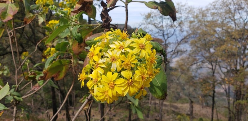 Rumfordia floribunda