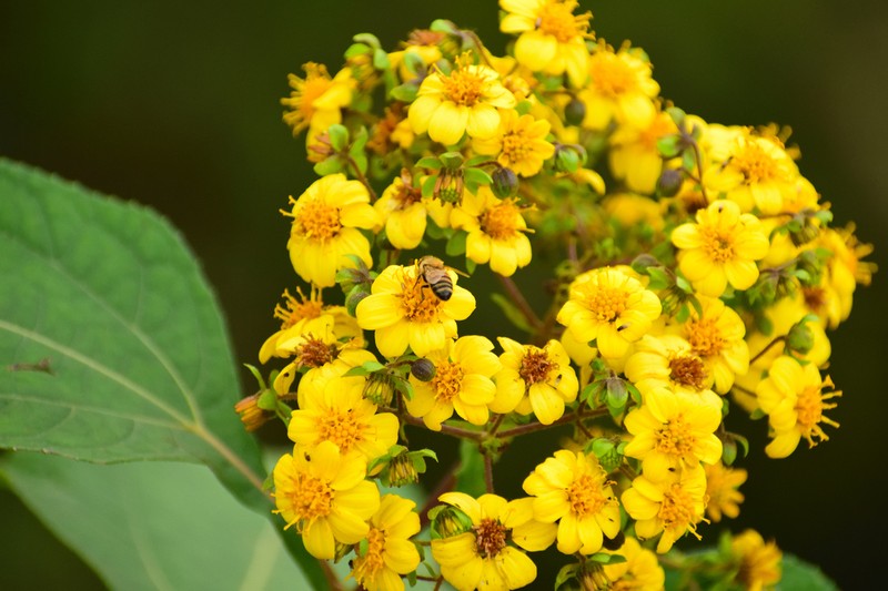 Rumfordia floribunda photo 2