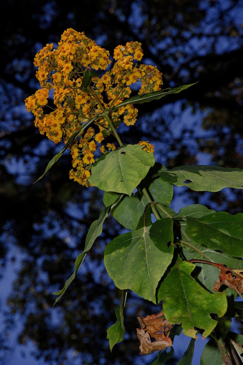 Rumfordia floribunda photo 5