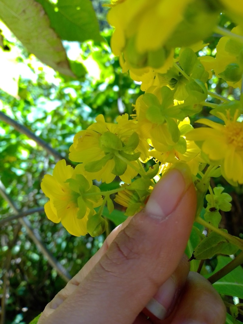 Rumfordia floribunda photo 6