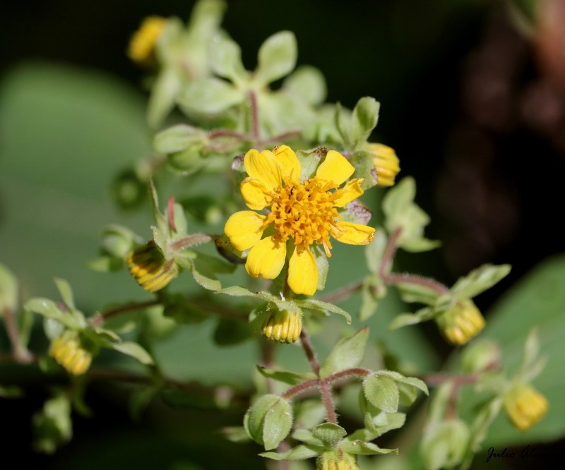 Rumfordia floribunda photo 8