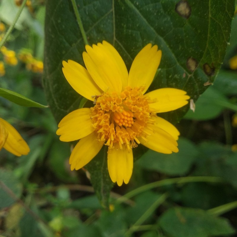 Rumfordia guatemalensis